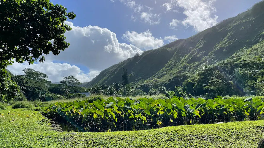 A scenic lo'i kalo photograph featuring a lush green valley with a field of large tropical leaves, a grassy foreground, and a steep mountain rising under a blue sky with white clouds.
